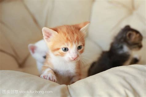 猫进家里|来猫是什么兆头,猫来家里好不好